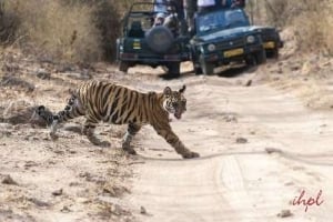 In the Land of Tigers