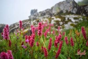 Valley of Flowers & Hemkund Sahib