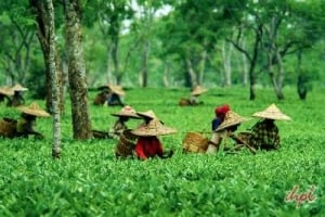 East India Wildlife Tour