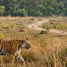 3-Days-Tour-to-Bandhavgarh-National-Park