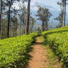 3-Days-Tour-to-Palampur