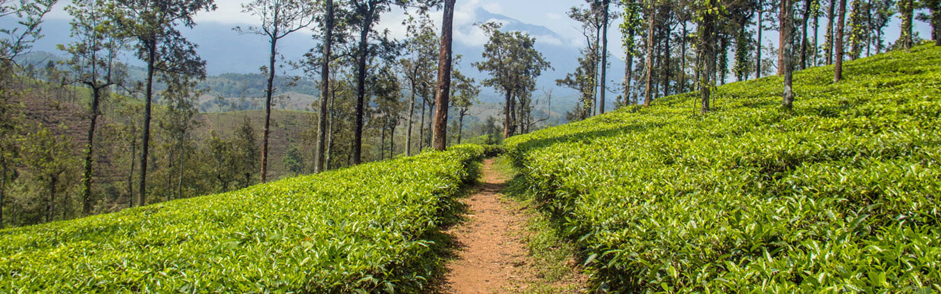 3 Days Tour to Palampur