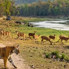 3-Days-Tour-to-Pench-National-Park