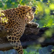 3-Days-Tour-to-Satpura-National-Park