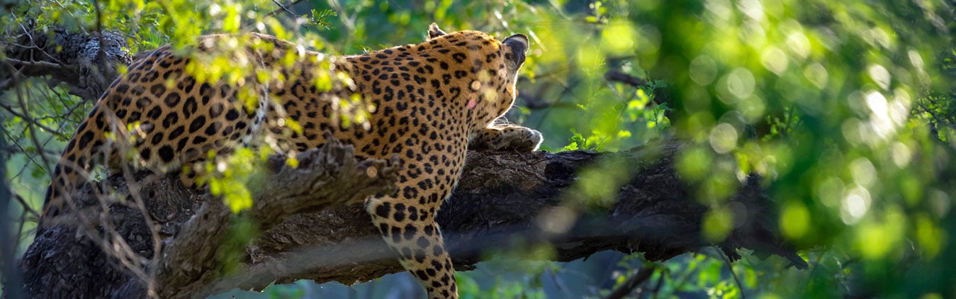 3 Days Tour to Satpura National Park