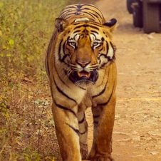 3-Days-Tour-to-Tadoba-National-Park