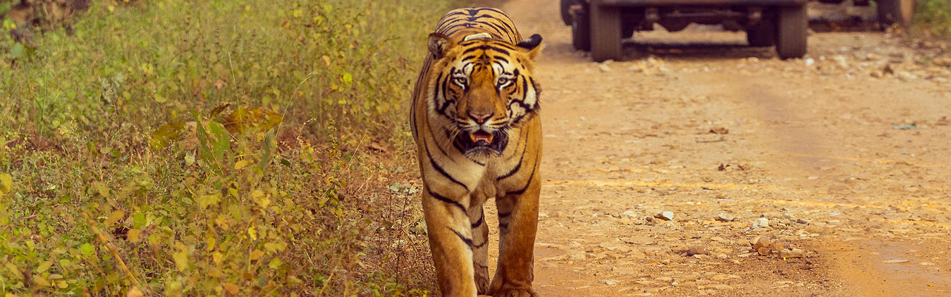 3 Days Tour to Tadoba National Park