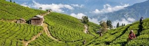 Darjeeling Gangtok Tour