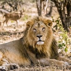 Asiatic-Lions-with-the-Bengal-Tigers