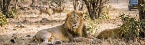 Asiatic Lions with the Bengal Tigers