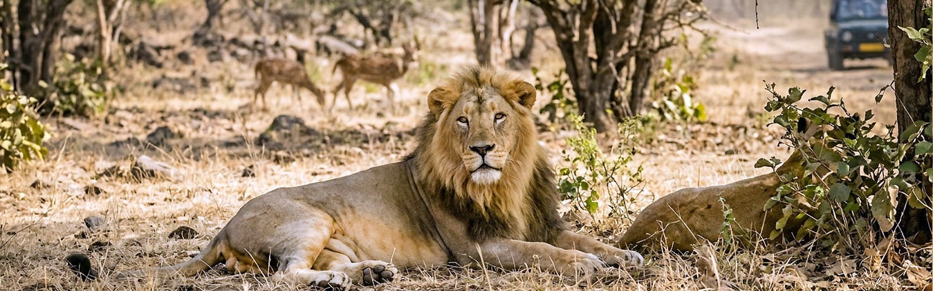 Asiatic Lions with the Bengal Tigers