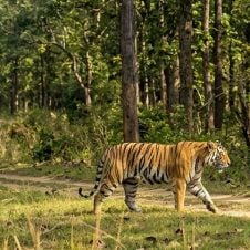 Central-India-Wildlife-Tour