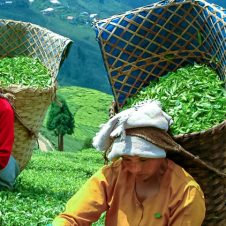 Darjeeling-Tea-Estate-Tour