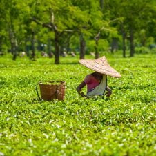 Gems-of-Assam-Tour