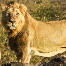 Gir-National-Park-Tour