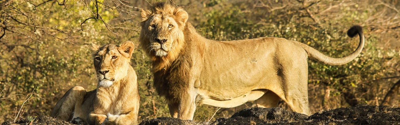Gir National Park Tour