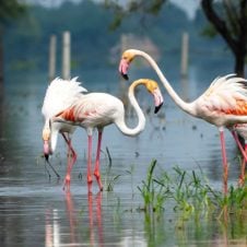 Golden-Triangle-with-Bharatpur-Tour