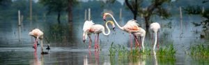 Golden Triangle with Bharatpur Tour