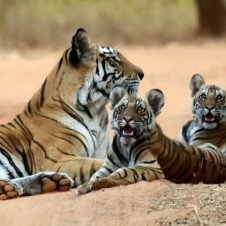 Golden-Triangle-with-Tigers
