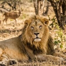 Gujarat-Wildlife-Tour