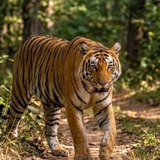 In-the-Land-of-Tigers