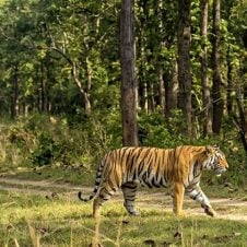 India-Golden-Triangle-with-Wildlife