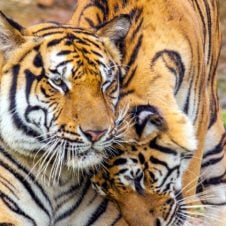 India-Tribal-Tour-with-Wildlife