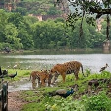 India’s-Wildlife-with-Golden-Triangle
