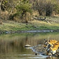 Kanha-Bandhavgarh-Tour