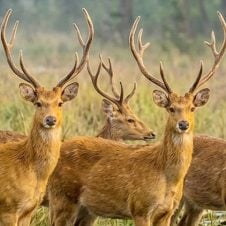 Kanha-National-Park-Tour-from-Jabalpur