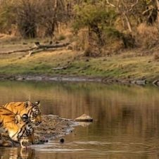 Khajuraho-With-Tiger-Tour