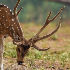 Madhya-Pradesh-Wildlife-Tour