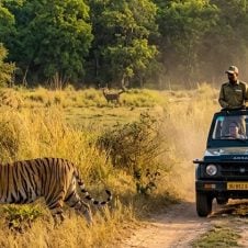 Madhya-Pradesh-With-Tiger-Safari