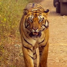 Maharashtra-Wildlife-Package