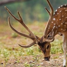 Pachmarhi-Tour-from-Indore