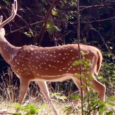 Rajaji-National-Park