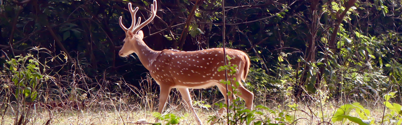 Uttarakhand Offbeat Tour