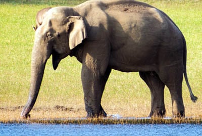 Scenic Kerala Tour