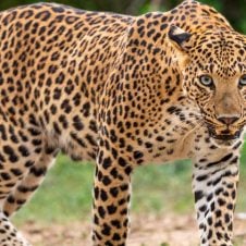 Short-Escape-Kabini-Tour