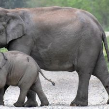 Short-Escape-to-Corbett-Luxury-Tour
