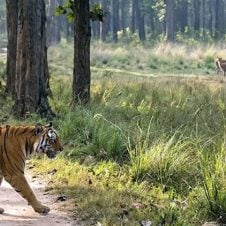 Short-Escape-to-Kanha