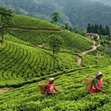 Sikkim-Darjeeling-Tour