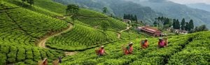 Sikkim Darjeeling Tour