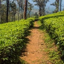 South-India-Hill-Safari-Tour