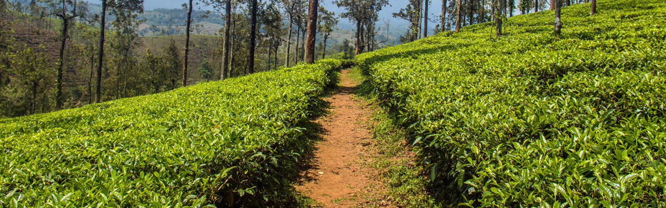 South India Hill Safari Tour