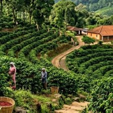 South-India-Hill-Stations-Tour