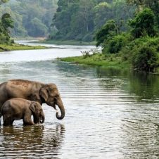 South-India-Wildlife