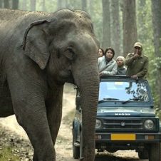 South-India-Wildlife-Tour