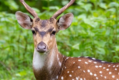 South India Wildlife Tour