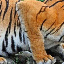 Spectacular-Sunderbans